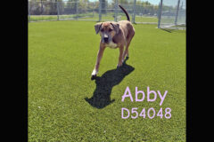 Montgomery County Animal Care and Control – Abby