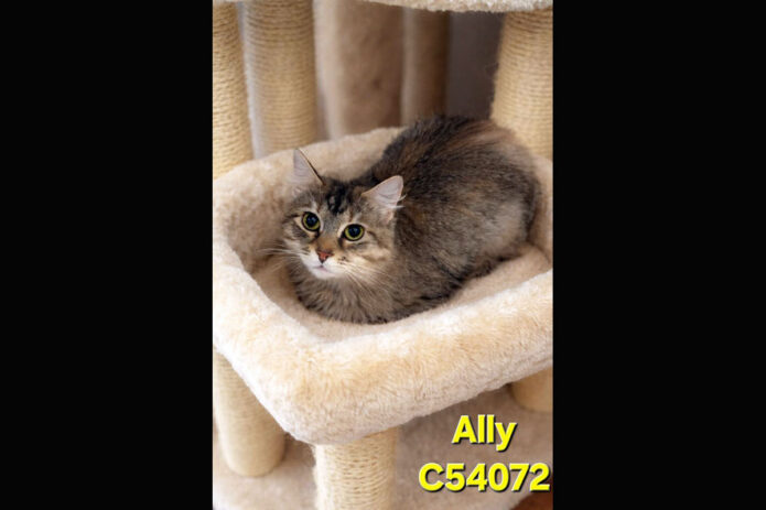 Montgomery County Animal Care and Control - Ally