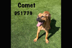 Montgomery County Animal Care and Control – Comet