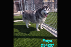 Montgomery County Animal Care and Control – Freya