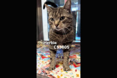 Montgomery County Animal Care and Control – Herbie