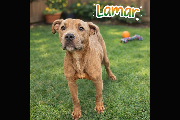 Montgomery County Animal Care and Control - Lamar