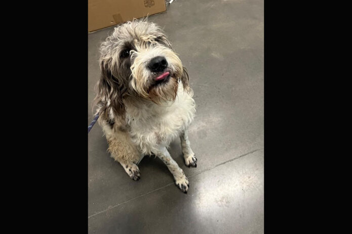 Montgomery County Animal Care and Control - Oden