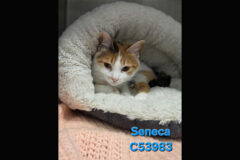 Montgomery County Animal Care and Control – Seneca