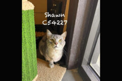 Montgomery County Animal Care and Control – Shawn