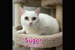 Montgomery County Animal Care and Control – Sugar