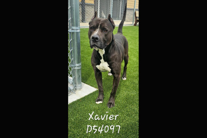 Montgomery County Animal Care and Control - Xavier