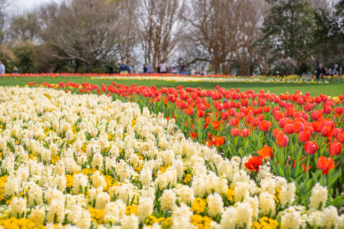 Spring flowers at Cheekwood in Bloom in Nashville, Tennessee