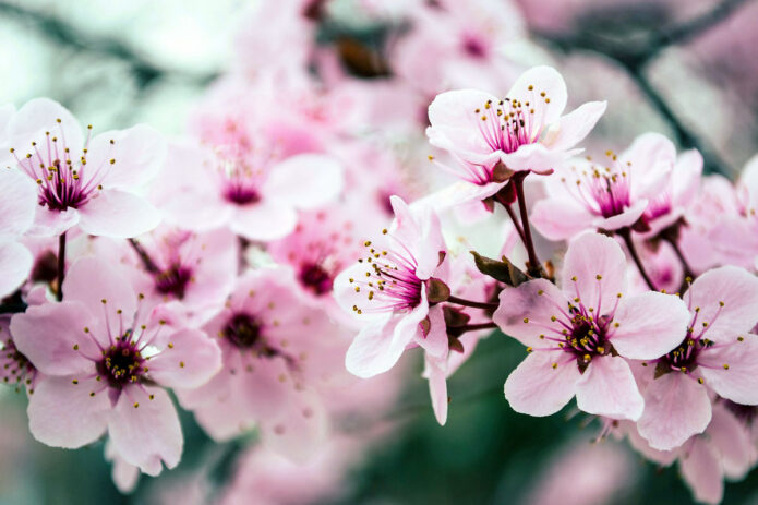 Pink Petaled Flowers