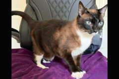 Puurrrfect Paws Rescue – Cinder