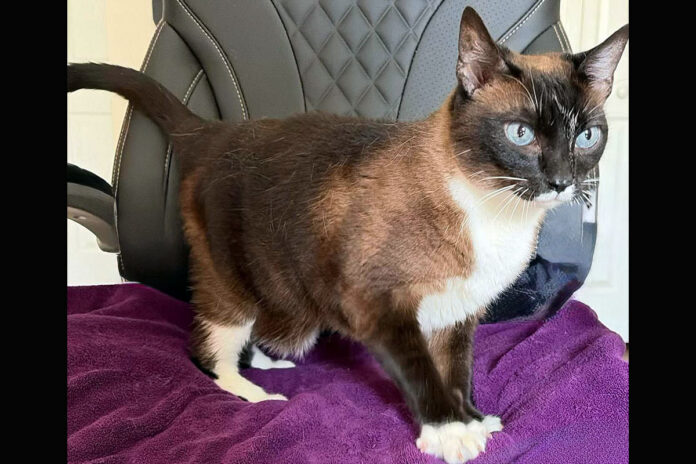 Puurrrfect Paws Rescue - Cinder