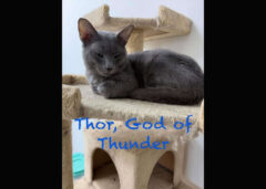 Puurrrfect Paws Rescue – Thor