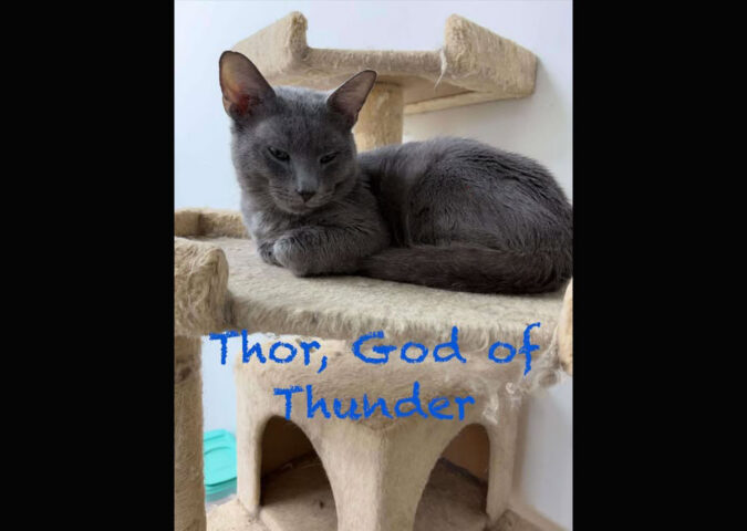 Puurrrfect Paws Rescue - Thor