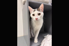 Saving Kittens Sanctuary – Corvus