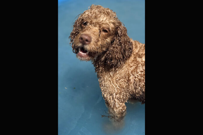 Two Ladies Caring Dog Rescue - Cavi