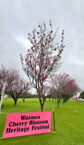 Waimea Cherry Blossom Heritage Festival