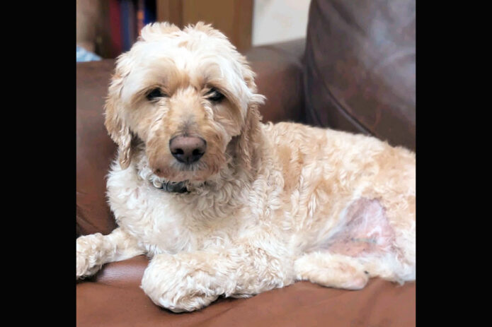 3 Friends Animal Rescue - Liam