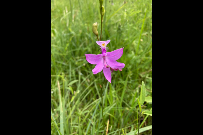 A native Georgia grassland orchid, Calopogon tuberosus. (Theo Witsell)
