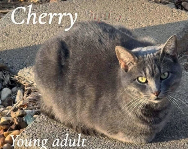 Cat Adoption Team of Stewart County (CATS) - Cherry
