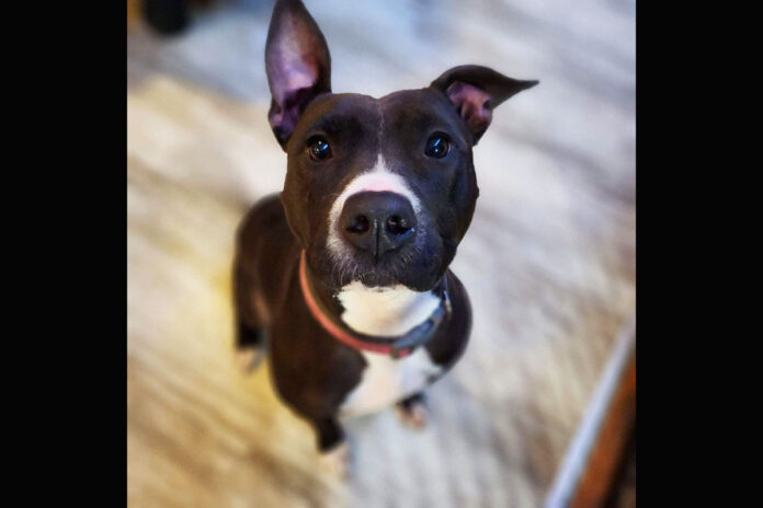 Companion Pet Rescue of Middle Tennessee - Ayer