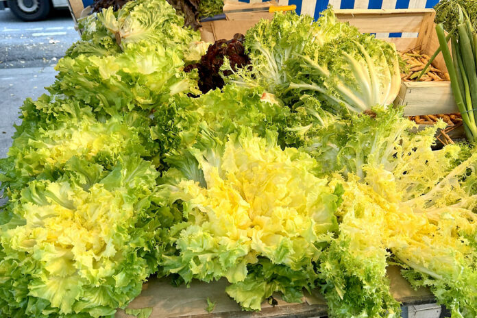 Fancy Lettuces, French Farmers Market