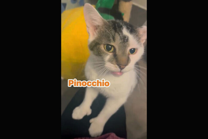 Finders Keepers Cat Rescue - Pinocchio