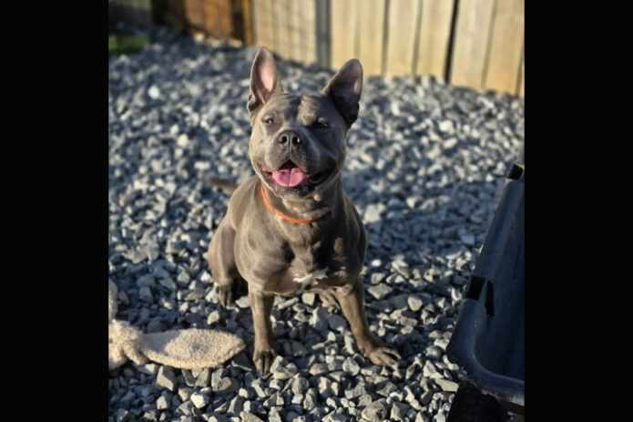 Kaylee’s Island of Misfit Dogs Rescue - King
