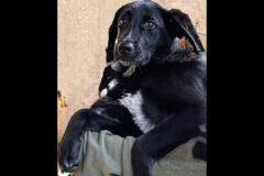 Kaylee’s Island of Misfit Dogs Rescue – Venus