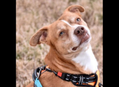 Mikaela’s Mutt Motel – Giblet
