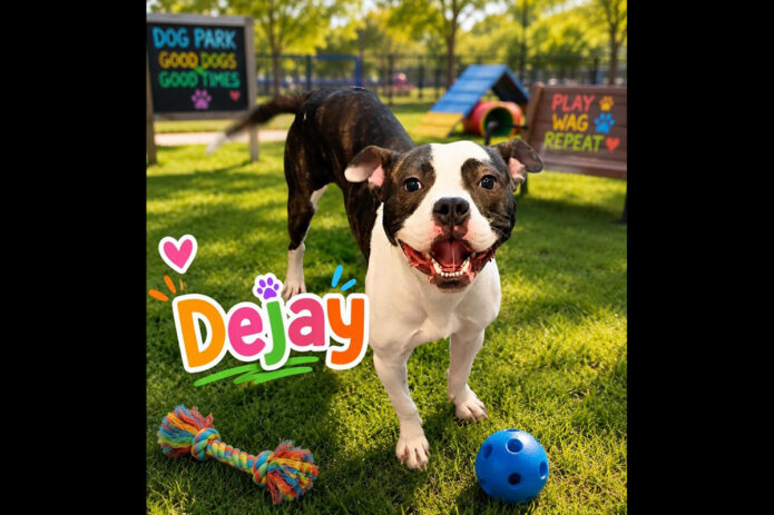 Montgomery County Animal Care and Control - Dejay