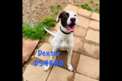 Montgomery County Animal Care and Control – Dexter