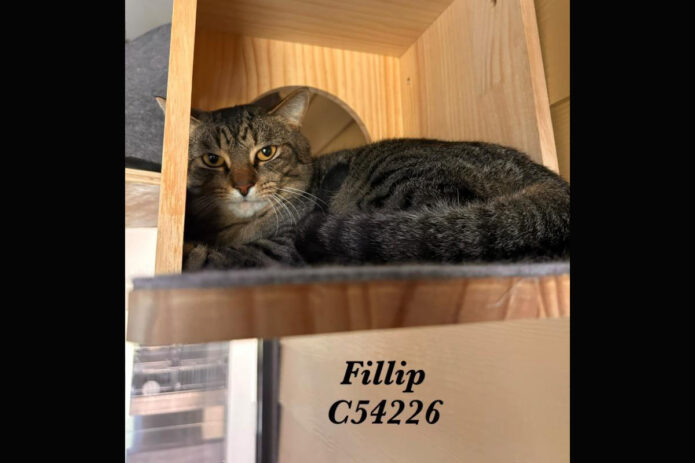 Montgomery County Animal Care and Control - Fillip