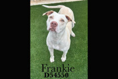 Montgomery County Animal Care and Control – Frankie