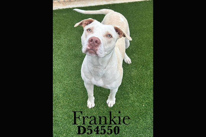 Montgomery County Animal Care and Control - Frankie