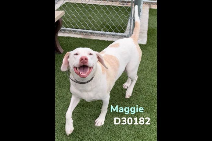 Montgomery County Animal Care and Control - Maggie