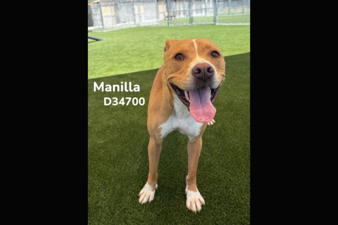 Montgomery County Animal Care and Control - Manilla