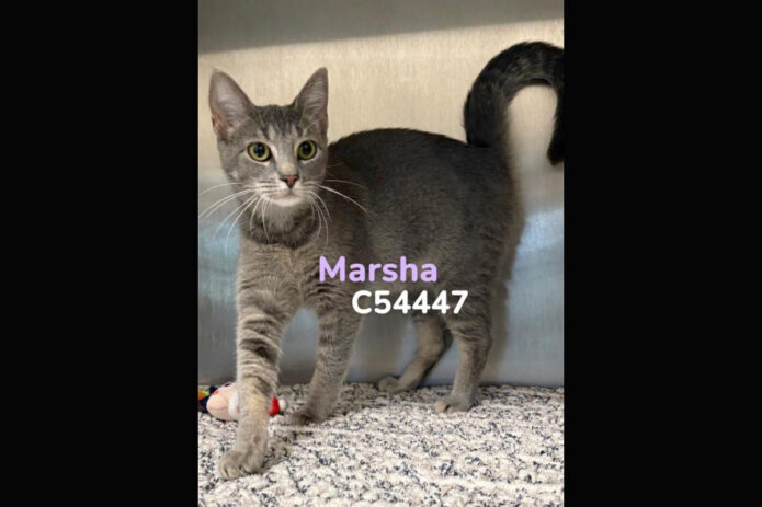 Montgomery County Animal Care and Control - Marsha