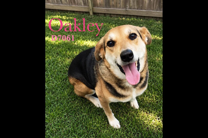 Montgomery County Animal Care and Control - Oakley