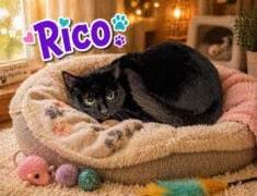 Montgomery County Animal Care and Control – Rico
