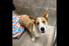 Montgomery County Animal Care and Control – Rocky