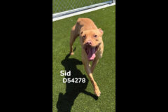 Montgomery County Animal Care and Control – Sid