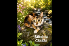 Montgomery County Animal Care and Control – Stitches