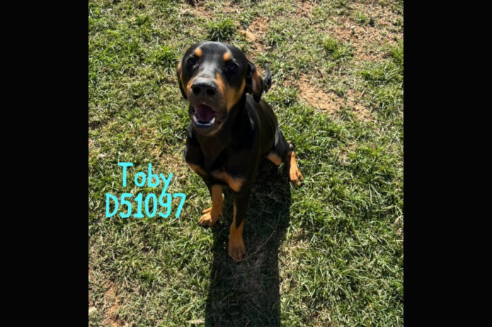 Montgomery County Animal Care and Control - Toby