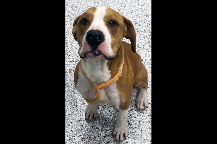 Montgomery County Animal Care and Control - Wrecker