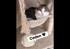 Puurrrfect Paws Rescue – Ceden