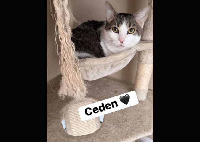 Puurrrfect Paws Rescue -Ceden