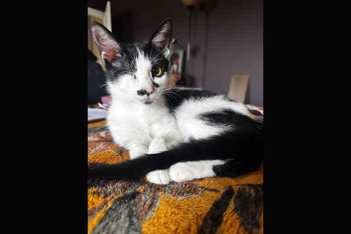 Saving Kittens Sanctuary -Minnie Mouse