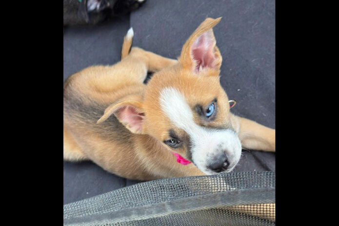 Two Ladies Caring Dog Rescue - Razin
