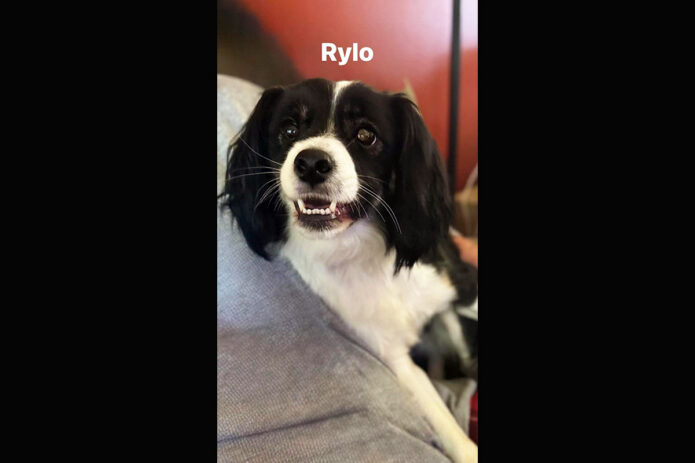Two Ladies Caring Dog Rescue - Rylo