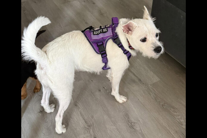3 Friends Animal Rescue - Betsie